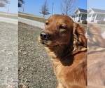 Small Photo #1 Golden Retriever Puppy For Sale in MORRILL, KS, USA