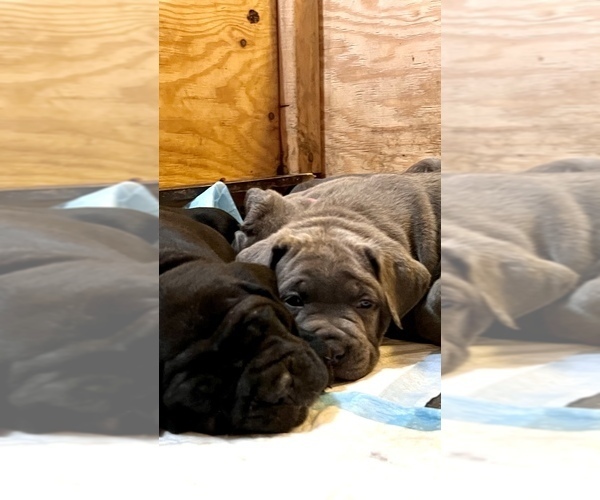 Medium Photo #16 Cane Corso Puppy For Sale in HOLTVILLE, CA, USA