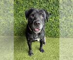 Small Labrador Retriever Mix