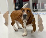 Small #1 Basset Hound