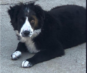 Mother of the Miniature Australian Shepherd puppies born on 04/03/2026