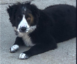 Small Photo #1 Miniature Australian Shepherd Puppy For Sale in BROOKER, FL, USA
