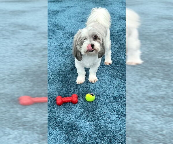 Medium Photo #3 Shih Tzu Puppy For Sale in Weston, FL, USA