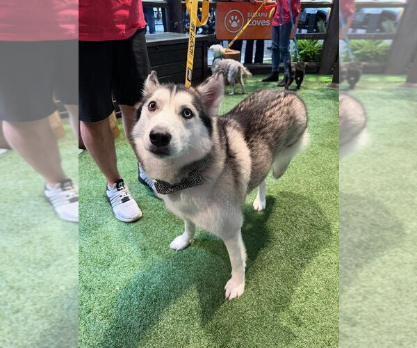 Medium Photo #10 Siberian Husky-Unknown Mix Puppy For Sale in New York, NY, USA