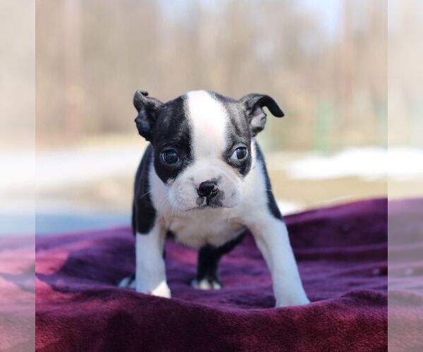Medium Photo #2 Boston Terrier Puppy For Sale in PORT ROYAL, PA, USA
