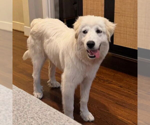 Medium Photo #3 Great Pyrenees Puppy For Sale in Dallas, TX, USA