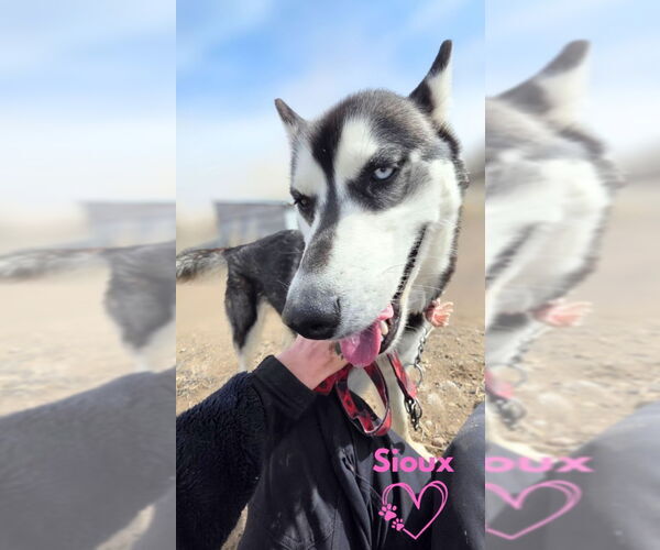Medium Photo #1 Siberian Husky Puppy For Sale in Monte Vista, CO, USA