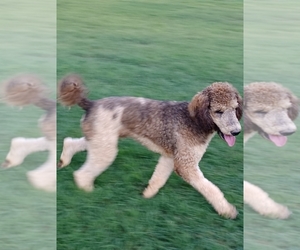 Poodle (Standard) Puppy for Sale in WINSTON SALEM, North Carolina USA