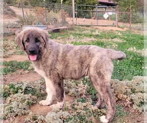 Anatolian Shepherd Puppy for Sale in THREE RIVERS, California USA