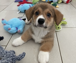 Pembroke Welsh Corgi Puppy for sale in OAKLEY, CA, USA