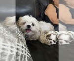 Small Photo #1 Shih Tzu Puppy For Sale in UPLAND, CA, USA