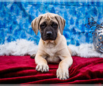 Puppy Bruna Mastiff