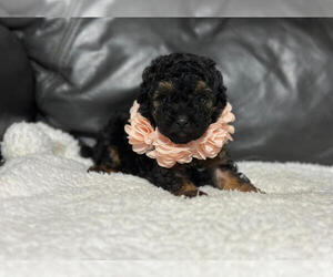 Poodle (Toy) Puppy for sale in CAMPBELLSVILLE, KY, USA