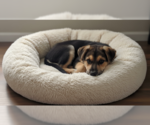 Small #2 Dalmatian-German Shepherd Dog Mix