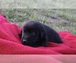 Puppy Riley Labrador Retriever