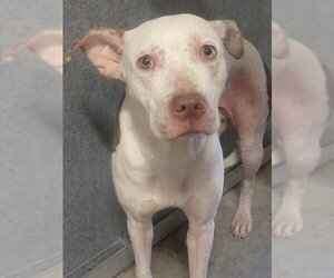 Mutt Dogs for adoption in St. Cloud, FL, USA