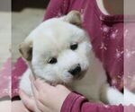 Small #3 Shiba Inu
