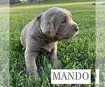 Puppy Mando Labrador Retriever