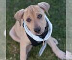 Small #23 Labrador Retriever Mix