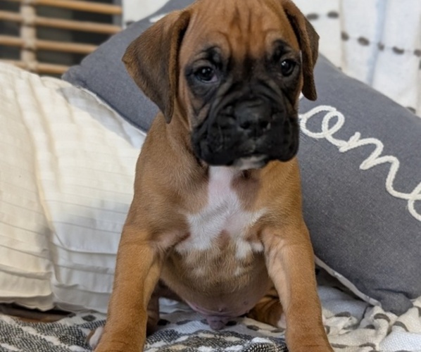 Medium Photo #26 Boxer Puppy For Sale in GOSHEN, IN, USA