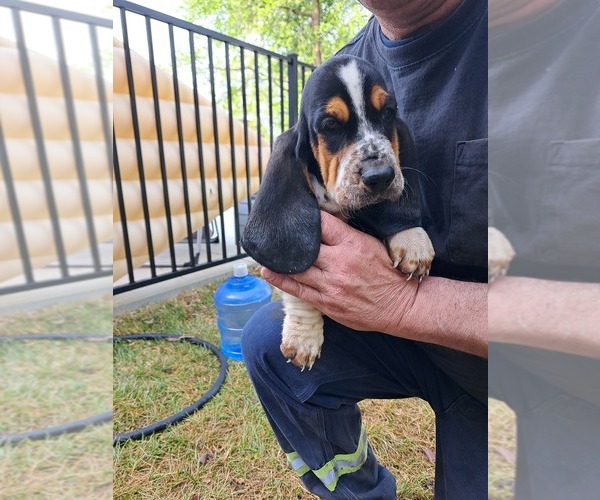 Medium Photo #1 Basset Hound Puppy For Sale in S CHESTERFLD, VA, USA