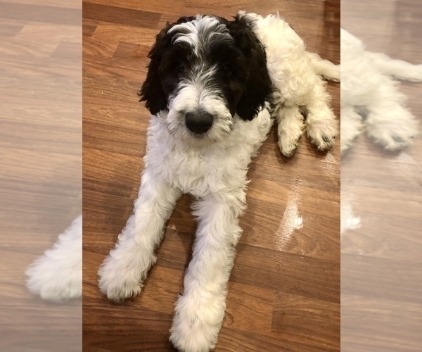 Full screen Photo #3 Pyredoodle Puppy For Sale in DACULA, GA, USA