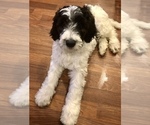 Small Photo #3 Pyredoodle Puppy For Sale in DACULA, GA, USA