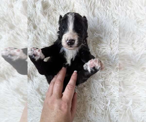 Medium Photo #54 Bernedoodle Puppy For Sale in BELMONT, NC, USA