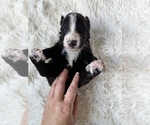 Small #53 Bernedoodle