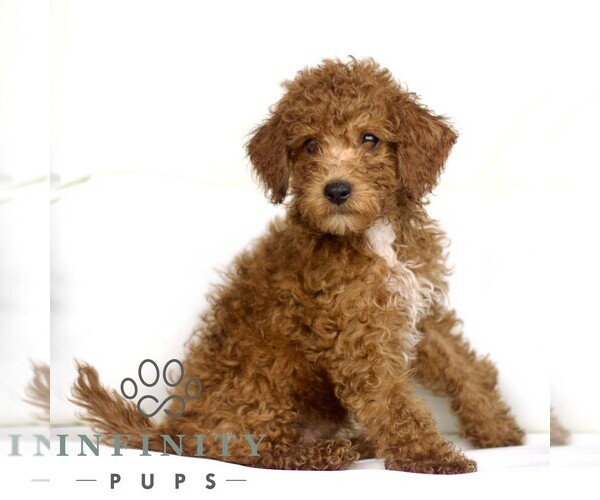 Medium Photo #3 Poodle (Toy) Puppy For Sale in LANCASTER, PA, USA