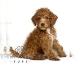 Small #2 Poodle (Toy)