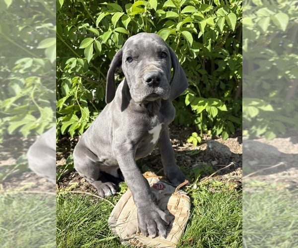 Medium Photo #2 Great Dane Puppy For Sale in MIDDLEBURY, IN, USA