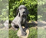 Small #1 Great Dane