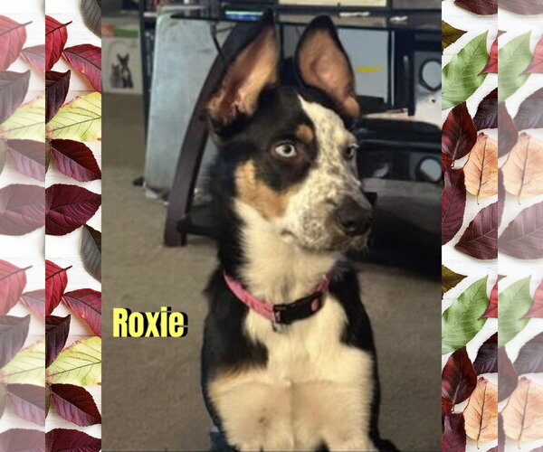 Medium Photo #1 Border Collie-Unknown Mix Puppy For Sale in Red Lodge, MT, USA