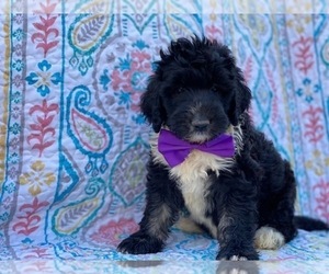 Bernedoodle Puppy for sale in LANCASTER, PA, USA