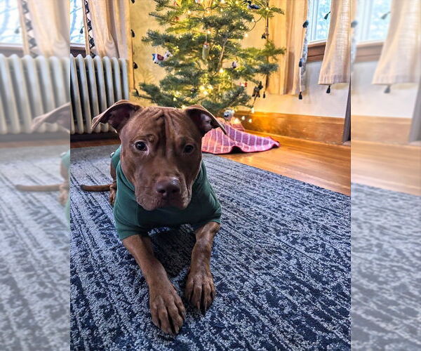 Medium Photo #8 American Pit Bull Terrier-Staffordshire Bull Terrier Mix Puppy For Sale in Shermans Dale, PA, USA