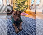 Small #7 American Pit Bull Terrier-Staffordshire Bull Terrier Mix