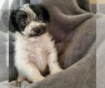 Small Photo #2 Morkie Puppy For Sale in MESA, AZ, USA