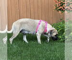 Small Mastiff