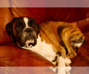 Billy - Male Boxer Dog for Adoption - Photo #4