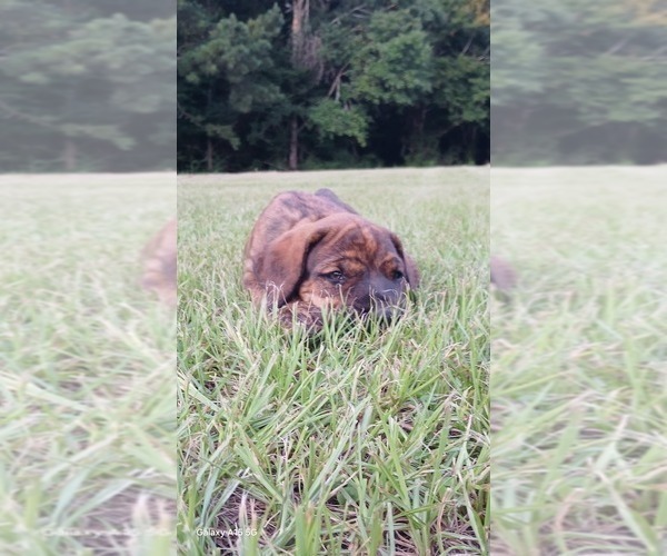 Medium Photo #4 Doberman Pinscher Puppy For Sale in BRANTLEY, AL, USA