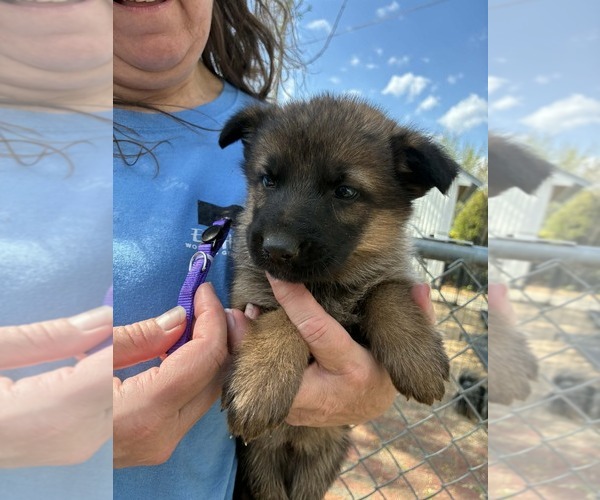 Medium Photo #2 German Shepherd Dog Puppy For Sale in NEWVILLE, PA, USA