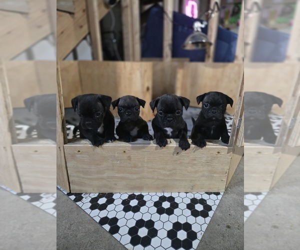 Medium Photo #1 Buggs Puppy For Sale in INDIANAPOLIS, IN, USA