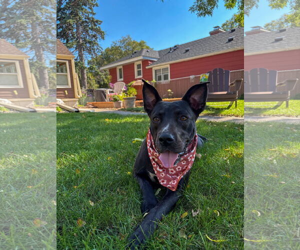 Medium Photo #18 American Pit Bull Terrier-Labrador Retriever Mix Puppy For Sale in Princeton, MN, USA