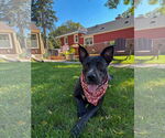 Small #17 American Pit Bull Terrier-Labrador Retriever Mix