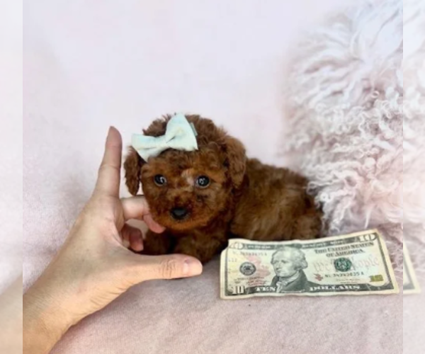 Medium Photo #5 Poodle (Toy) Puppy For Sale in ORLANDO, FL, USA