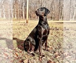 Small Photo #4 Doberman Pinscher Puppy For Sale in NEWTON, NC, USA