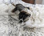 Small #5 Siberian Husky Mix