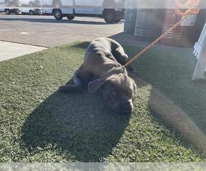 Mutt Dogs for adoption in Modesto, CA, USA