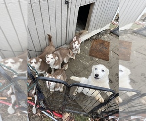Siberian Husky Puppy for sale in NEW MILFORD, CT, USA